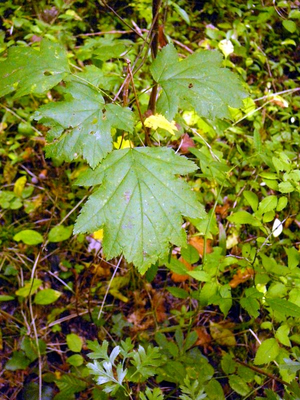 2013-10-06-Sortie au Val St-Germain